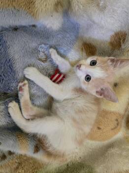 Wilbur -  Domestic Short Hair Cat for Adoption in Yardley, Pennsylvania - Wilbur | PetCurious