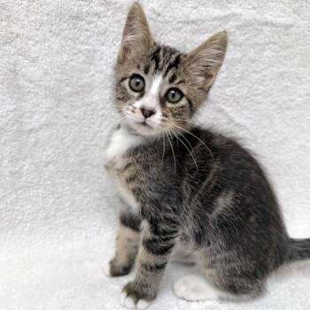 Mittens -  Domestic Short Hair Cat for Adoption in Long Beach, California - Mittens | PetCurious