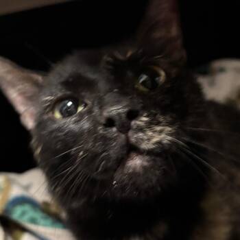 Tinsley -  Domestic Short Hair Cat Available for Adoption in Allentown, Pennsylvania - Tinsley | PetCurious
