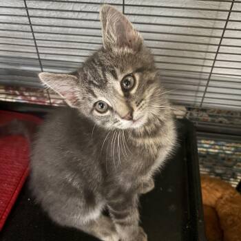 Tabasco -  Domestic Short Hair Cat for Adoption in Fort Collins, Colorado - Tabasco | PetCurious