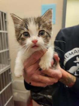 Rescue Domestic Short Hair Cats for Adoption in Mason City, Iowa - Pixiestix | PetCurious