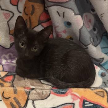 Pacha -  Domestic Short Hair Cat for Adoption in Bentonville, Arkansas - Pacha | PetCurious
