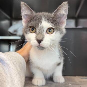 Graddie -  Domestic Short Hair Cat for Adoption in Chicago, Illinois - Graddie | PetCurious