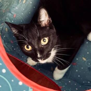Sprinkles -  Domestic Short Hair Cat Available for Adoption in Boston, Massachusetts - Sprinkles | PetCurious