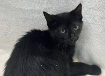 Flounder -  Domestic Short Hair Cat for Adoption - Flounder | PetCurious