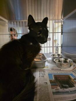 Bridget -  Domestic Medium Hair Cat for Adoption in Nacogdoches, Texas - Bridget | PetCurious
