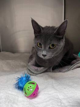 Priya -  Domestic Short Hair Cat for Adoption in Clarksville, Tennessee - Priya | PetCurious