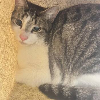 Fawn -  Domestic Short Hair Cat for Adoption in Philadelphia, Pennsylvania - Fawn | PetCurious