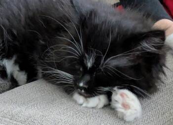 Domestic Medium Hair Cats Available for Adoption in Fruit Heights, Utah - Aang | PetCurious