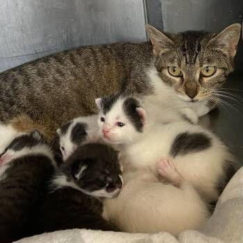 Peanut -  Domestic Short Hair Cat for Adoption in Naperville, Illinois - Peanut | PetCurious