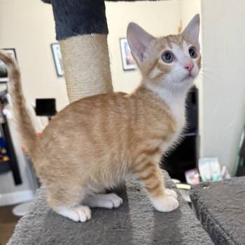 Zizo -  Domestic Short Hair Cat for Adoption in Prosper, Texas - Zizo | PetCurious