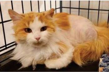 Domestic Long Hair and Domestic Short Hair Cats Available for Adoption in Fairfax, Virginia - Aaron | PetCurious