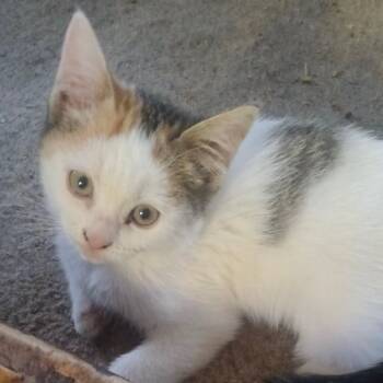 Rescue Domestic Short Hair Cats for Adoption in Grantsville, Utah - Shirley MacLaine | PetCurious