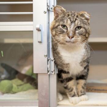 Rescue Domestic Short Hair Cats for Adoption in Wheeling, Illinois - Bernie | PetCurious