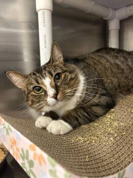 Princess -  Domestic Short Hair Cat for Adoption in Franklin Township, New Jersey - Princess | PetCurious