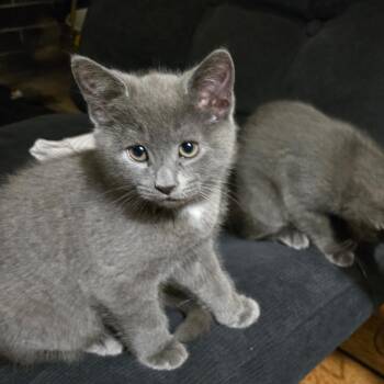 Sgt. Pepper -  Domestic Short Hair Cat for Adoption in North Haven, Connecticut - Sgt. Pepper | PetCurious