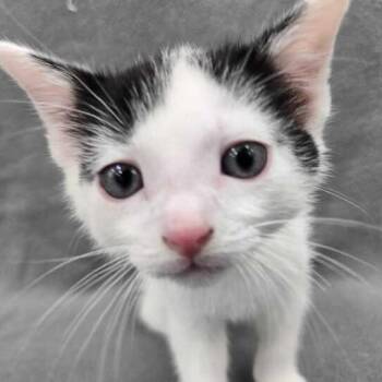 Rocky -  Domestic Short Hair Cat for Adoption in Flatwoods, Kentucky - Rocky | PetCurious
