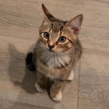 Alex -  Domestic Short Hair Cat for Adoption in Mantua Township, New Jersey - Alex | PetCurious