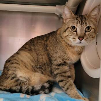 Domestic Short Hair Cats Available for Adoption in Columbia, Missouri - Jellybean | PetCurious