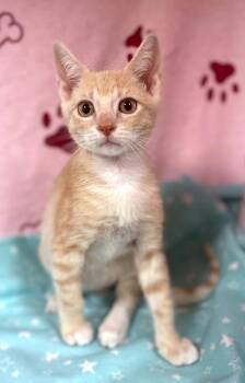 Finn -  Domestic Short Hair and Tiger Cat for Adoption in Lake Monroe, Florida - Finn | PetCurious