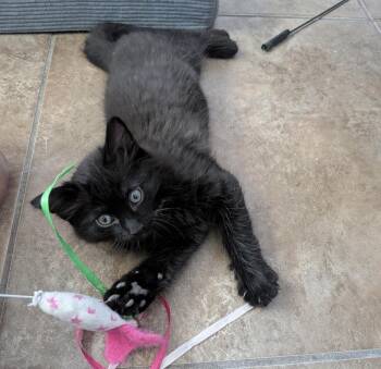 Sonny Drain -  Domestic Medium Hair and Tuxedo Cat for Adoption in Chandler, Arizona - Sonny Drain | PetCurious