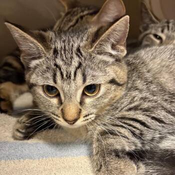 Mary kate -  Domestic Short Hair Cat for Adoption in Yuma, Arizona - Mary Kate | PetCurious