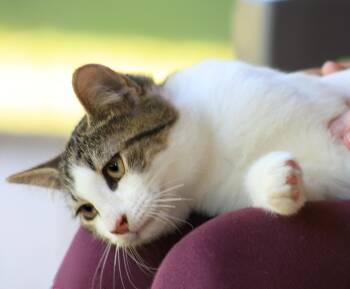 Young -  Domestic Short Hair Cat for Adoption in North Fort Myers, Florida - Young | PetCurious