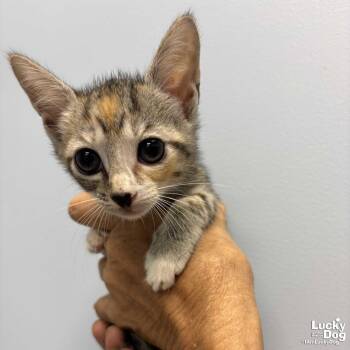 Lyra -  Domestic Short Hair Cat for Adoption in Washington, District Of Columbia - Lyra | PetCurious