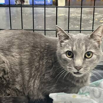Grayson-Ammon Stray -  Domestic Short Hair Cat for Adoption in Idaho Falls, Idaho - Grayson-Ammon Stray | PetCurious