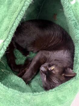 Lloyd -  Domestic Short Hair Cat for Adoption in Glenfield, New York - Lloyd | PetCurious