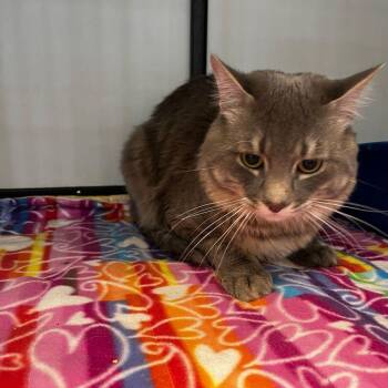 Domestic Medium Hair Cats Available for Adoption in Kingman, Arizona - Eisel | PetCurious