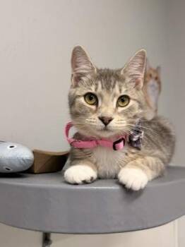 Domestic Short Hair Cats Available for Adoption - Hexie | PetCurious
