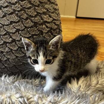 Lencho (C000-244) -  Domestic Short Hair Cat for Adoption in Chino Hills, California - Lencho (C000-244) | PetCurious
