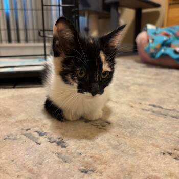 Domestic Short Hair Cats Available for Adoption in Los Angeles, California - Katara | PetCurious