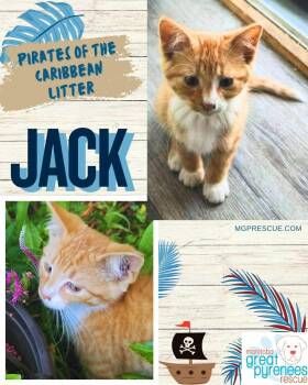 Jack -  Domestic Short Hair Cat for Adoption in New Bothwell, Manitoba - Jack | PetCurious