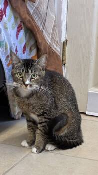 Rescue Domestic Short Hair and Tabby Cats for Adoption in Randolph, Massachusetts - Mama Laney | PetCurious