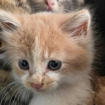 Domestic Medium Hair Cats Available for Adoption in Auburn, Alabama - Shrimp | PetCurious