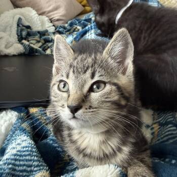 Domestic Long Hair Cats Available for Adoption in Topsham, Maine - Ember  | PetCurious
