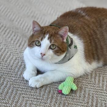 Lionel  -  Domestic Short Hair Cat for Adoption in Ottawa, Ontario - Lionel  | PetCurious