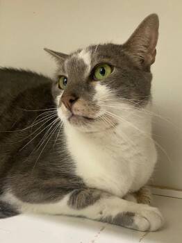 Domestic Short Hair Cats Available for Adoption in Fall River, Massachusetts - Totoro | PetCurious
