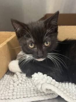 Glowworm -  Domestic Medium Hair and Domestic Short Hair Cat for Adoption in West Chester, Pennsylvania - Glowworm | PetCurious