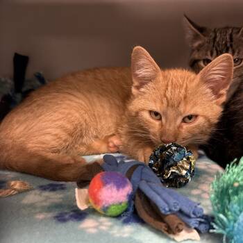 Rescue Domestic Short Hair Cats for Adoption in Bismarck, North Dakota - Tucker | PetCurious