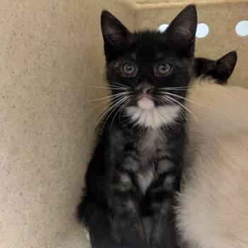 Sapphire -  Domestic Short Hair Cat for Adoption in Reno, Nevada - Sapphire | PetCurious