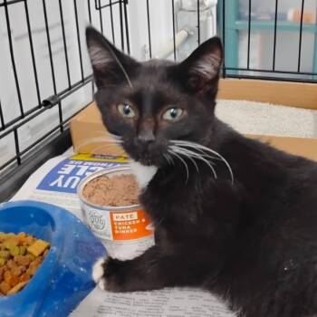 Rescue Domestic Short Hair Cats for Adoption in Corydon, Indiana - Hobbles | PetCurious