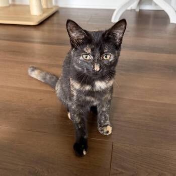 Evie -  Domestic Short Hair Cat for Adoption in Hartville, Ohio - Evie | PetCurious