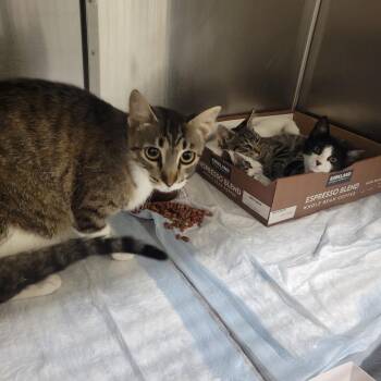 Musume -  Domestic Short Hair Cat for Adoption in Westminster, California - Musume | PetCurious