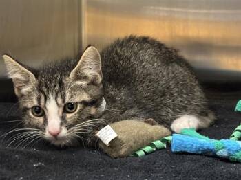 Domestic Short Hair Cats Available for Adoption in Tustin, California - SHO | PetCurious