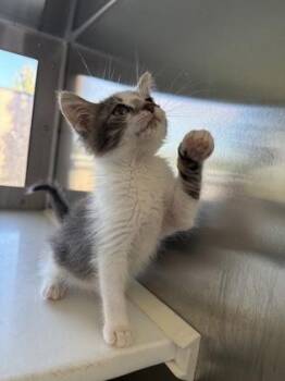 Inspector Gadget -  Domestic Short Hair Cat for Adoption in Westland, Michigan - Inspector Gadget | PetCurious