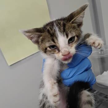 Ollie -  Domestic Short Hair Cat for Adoption in Concord, North Carolina - Ollie | PetCurious