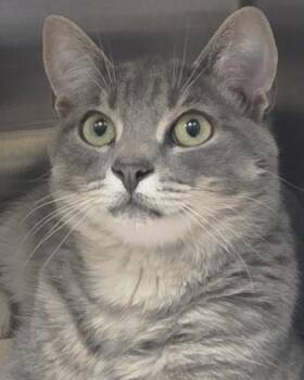 Cotton Tail -  Domestic Short Hair Cat for Adoption in Fishers, Indiana - Cotton Tail | PetCurious